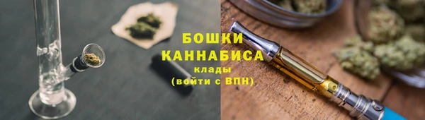 прущие грибы Новозыбков